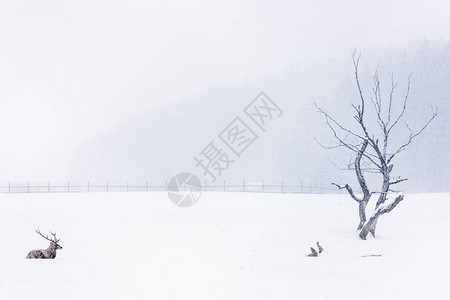 冬季在雪中的鹿在寒冬与美丽图片