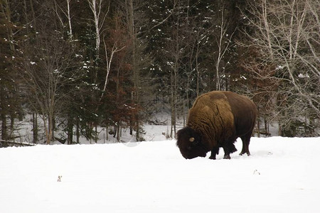 一头孤独的美国野牛在冬天图片