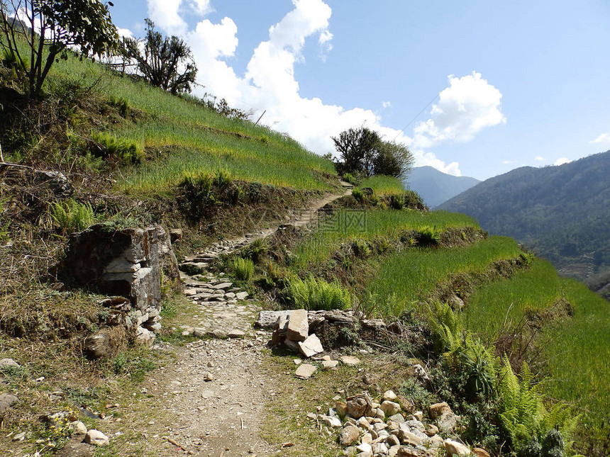 尼泊尔Landruk村附近的种植园田和图片
