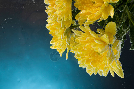 一朵新鲜的黄色菊花的特写镜头图片