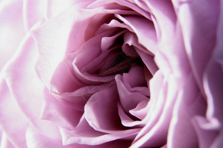 紫玫瑰花的中间微距摄影有趣的花瓣形状像黑暗的迷宫独创的灯光背景图片