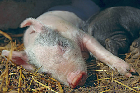 粉红色的小猪在农场睡觉和晒太阳粉红色的小猪晒太阳睡觉有趣的猪小猪崽图片