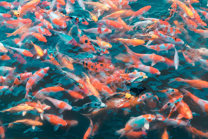 富饶多彩的日本科伊鱼群生活在花园中一个美丽的池塘里面有影图片