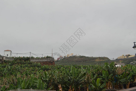 在圣安德烈斯和酱汁地区的蓝色池塘附近大面积种植大蕉图片