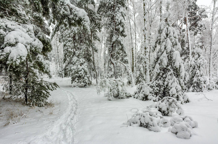 森林冬天雪覆盖树木漂流图片