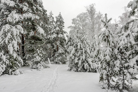 森林冬天雪覆盖树木漂流图片