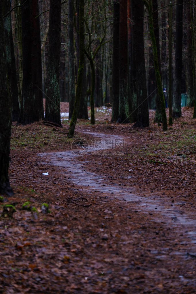 秋季潮湿的森林风景图片