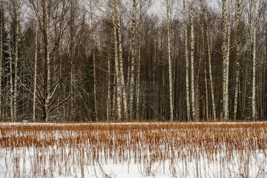 雪中冬季森林美景图片