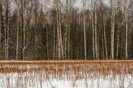 雪中冬季森林美景图片