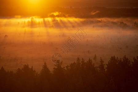 雾中的光线在森林上空的五颜六色的薄雾日出图片