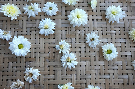 白青菊花品种类型名称图片