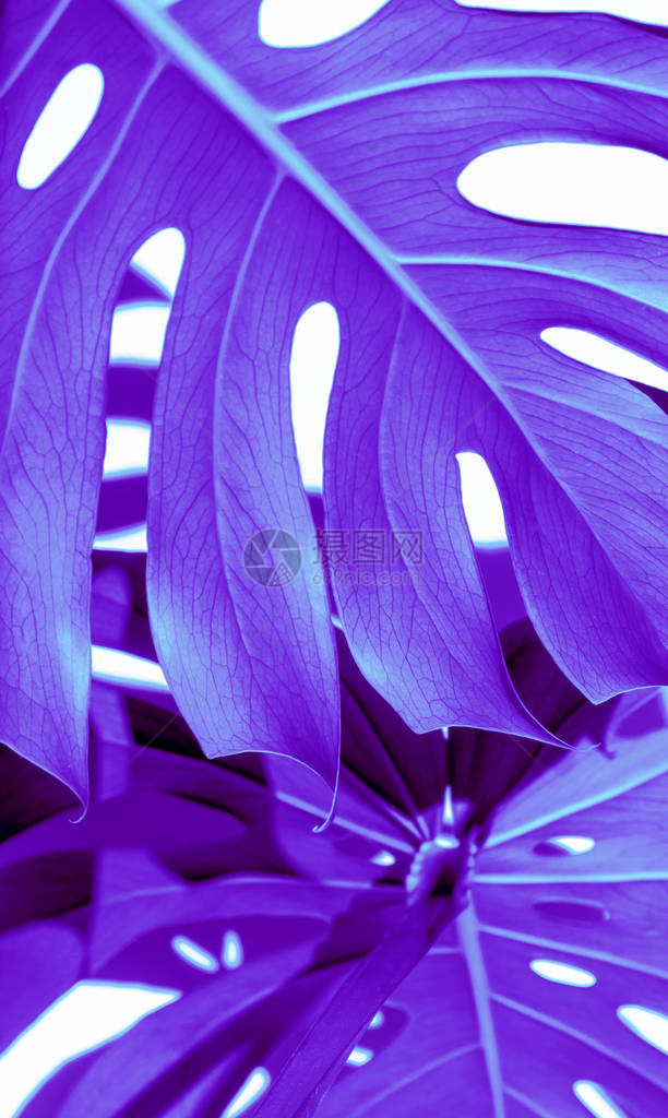 白色背景上的龟背竹紫罗兰色叶子紫色热带叶子蒙斯特拉风格图片
