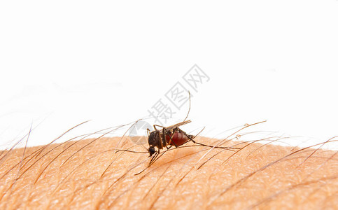 埃及伊蚊关闭吸人血的蚊子背景图片