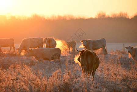 一群牛在清晨的草地上在柔软图片