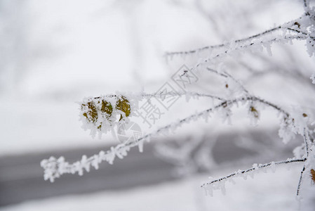 冬季森林一棵树上冷冻叶图片