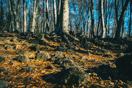 充满树叶和岩石的秋季森林的地面图片