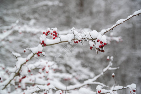 红玫瑰花在雪覆图片