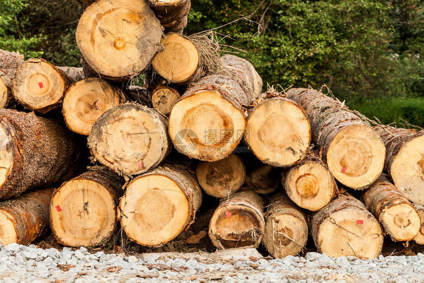旁草地上的一堆生木料与伐木场和木材的行业概念为冬天的柴火准图片