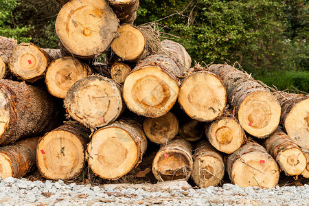 旁草地上的一堆生木料与伐木场和木材的行业概念为冬天的柴火准图片