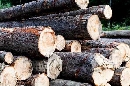 森林旁草地上的一堆生木料与伐木场和木材的行业概念为冬天的柴火准图片