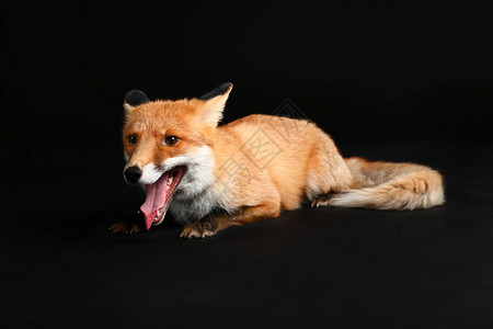 深色背景上可爱有趣的狐狸图片