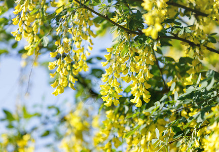 春光照耀的春天树上放黄花图片