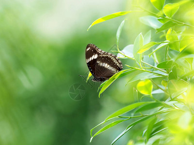在绿叶上闭紧黑蝴蝶放松和平图片