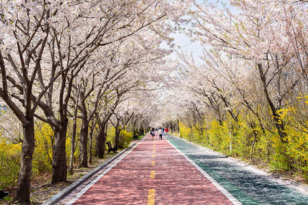 春天的路两旁樱花盛开图片