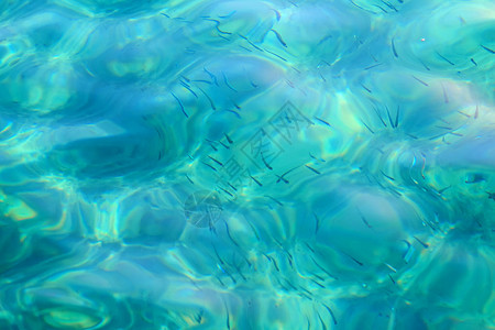 小鱼在土耳其海岸附近的地中海水域游泳美丽的蔚蓝海水图片