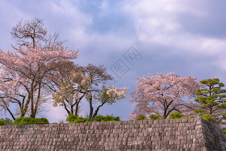 樱花期间的静冈市天际桑高清图片
