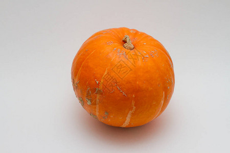 白色背景上的大橙色南瓜图片