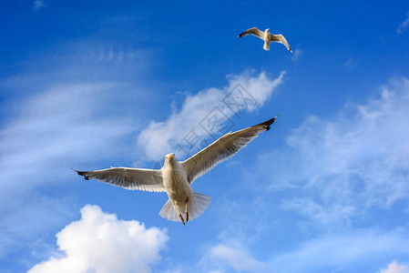 海鸥飞向蓝天云层靠近摄像图片