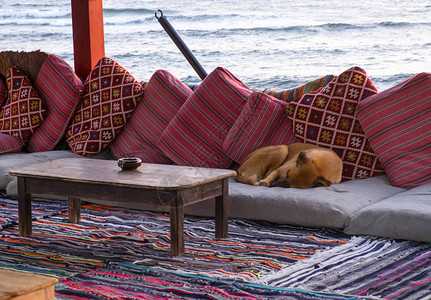 红狗睡在红海岸咖啡馆的垫子上图片