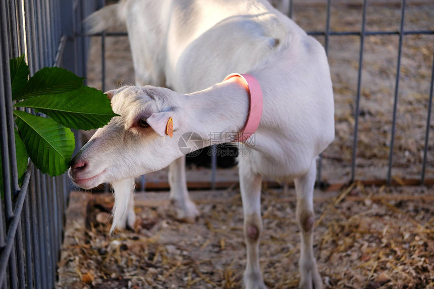 粉色领子里的白山羊在农场的摊位上吃绿叶图片