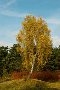 秋天有金色叶子的树图片