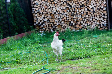 站在院子里的白鸡与家畜的村庄概念村后的绿草图片