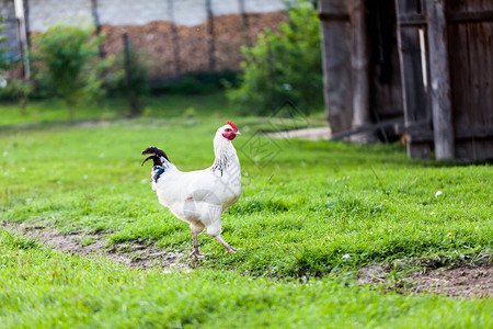 与家畜的村庄概念站在院子里的白鸡村后的绿草背景图片