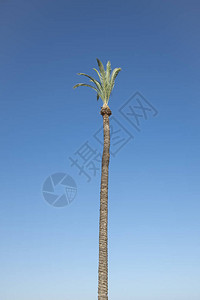最近在棕榈树上砍伐的椰树图片