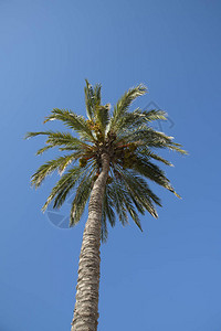 棕榈树从下面看图片