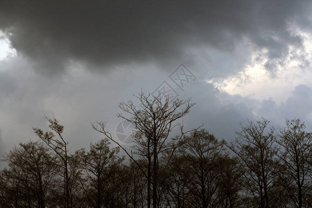 树木和暴风雨云季节背景图片