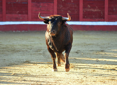 在斗牛场有大角的西班牙公牛背景图片