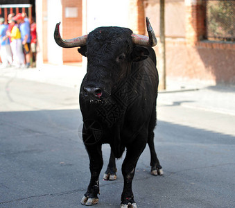 在斗牛场的西班牙斗牛图片