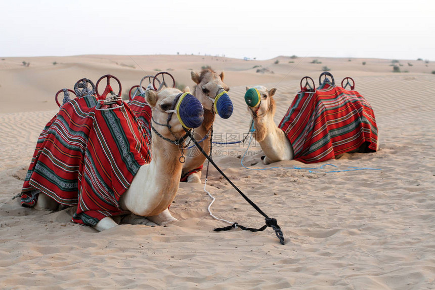 配有旅行装备并装饰布的骆驼躺在沙漠图片