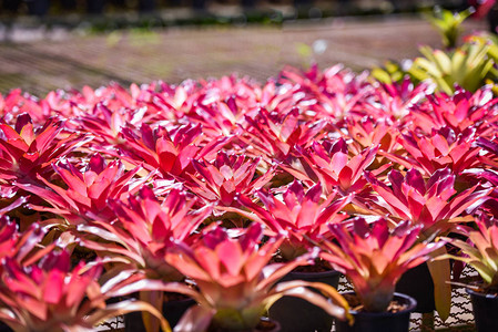 Bromeliad花园朵的色彩繁多的粉色叶子图片