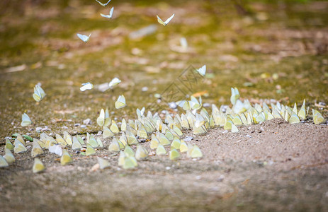 地面蝴蝶群沙地上常见的许多黄蝴蝶和自然热带夏日中的飞蝶图片