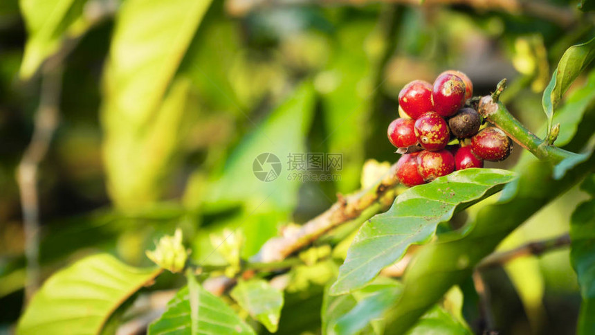 种植树枝咖啡咖啡农场和印地安人种植红咖图片