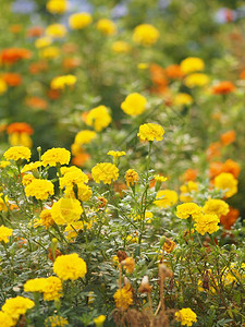 黄色和橙色花朵美图片