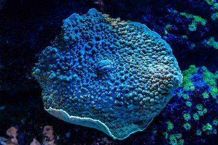 宏珊瑚sarcophyton关闭图片
