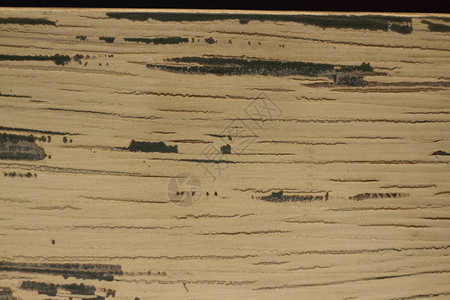 木纹理背景纹理背景的裁剪拍摄树纹理树背景裂纹树理背景图片