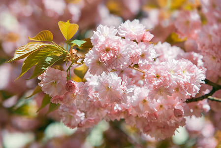 樱花盛开樱花樱花樱花日本春天的花朵图片